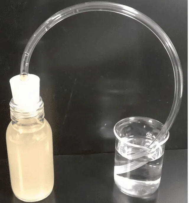 Fermentation levure