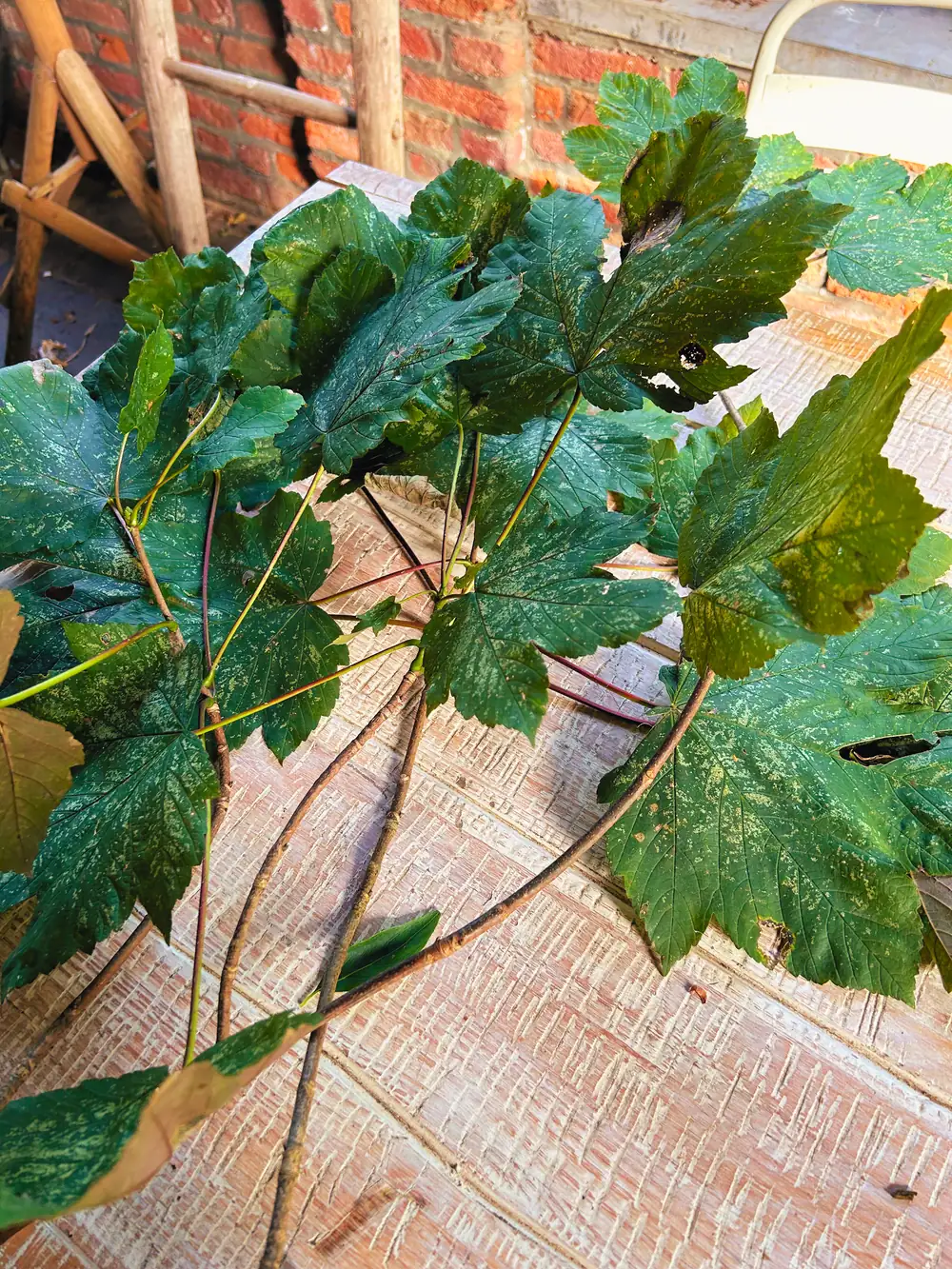 Feuilles erable