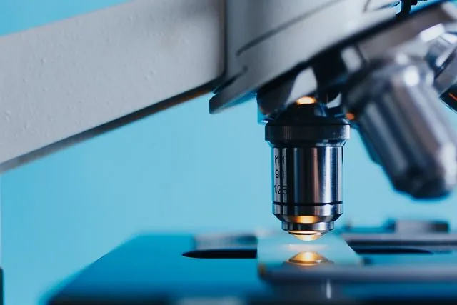 Microscope levure
